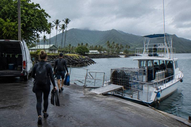 Small-Group Cage Dive, 2 Hours